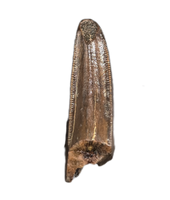 Daspletosaurus Pre-Max Tooth, Two Medicine