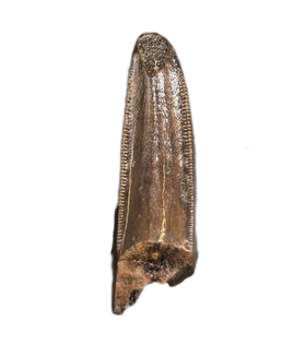 Daspletosaurus Pre-Max Tooth, Two Medicine