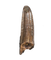 Daspletosaurus Pre-Max Tooth, Two Medicine