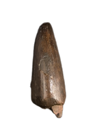 Daspletosaurus Pre-Max Tooth, Two Medicine