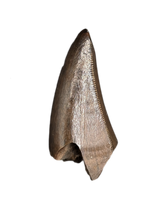 Daspletosaurus Pre-Max Tooth, Two Medicine