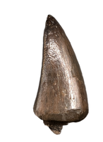 Daspletosaurus Pre-Max Tooth, Two Medicine