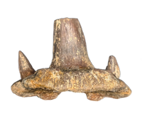 Cladodus Shark Tooth, Permian of Kansas