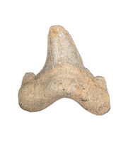 Sokolovi (Auriculatus) Shark Tooth