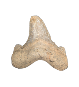 Sokolovi (Auriculatus) Shark Tooth