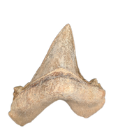 Sokolovi (Auriculatus) Shark Tooth