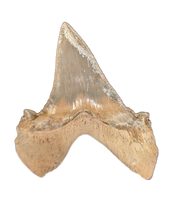 Sokolovi (Auriculatus) Shark Tooth