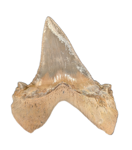 Sokolovi (Auriculatus) Shark Tooth