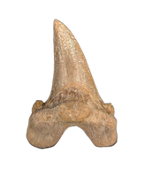 Sokolovi (Auriculatus) Shark Tooth