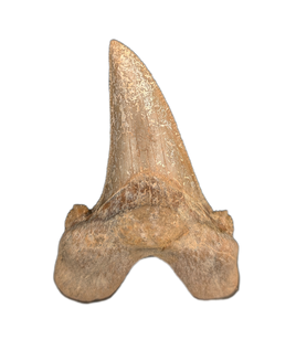 Sokolovi (Auriculatus) Shark Tooth