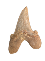 Sokolovi (Auriculatus) Shark Tooth