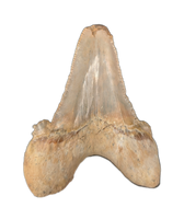 Sokolovi (Auriculatus) Shark Tooth