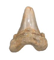 Sokolovi (Auriculatus) Shark Tooth