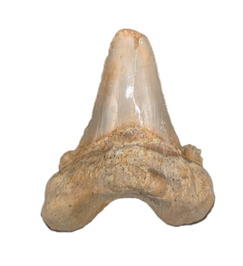 Sokolovi (Auriculatus) Shark Tooth