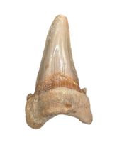 Sokolovi (Auriculatus) Shark Tooth