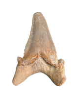 Sokolovi (Auriculatus) Shark Tooth