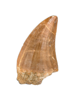 Hainosaurus Tooth, Morroco (Mosasaur)