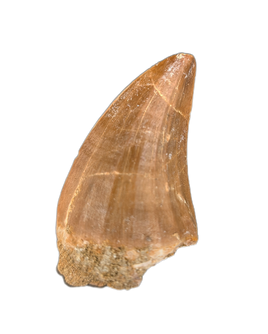 Hainosaurus Tooth, Morroco (Mosasaur)