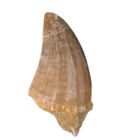 Hainosaurus Tooth, Morroco (Mosasaur)