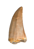 Mosasaurus Tooth