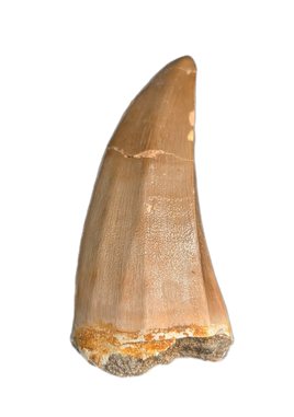 Mosasaurus Tooth