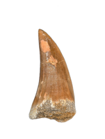 Mosasaurus Tooth