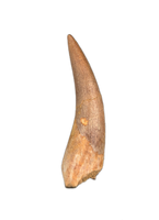 Plesiosaur (Zarafasaura) Tooth