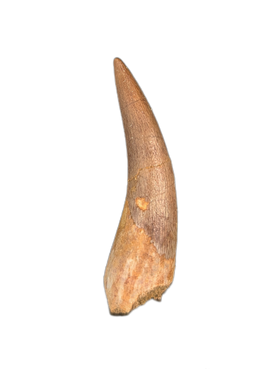 Plesiosaur (Zarafasaura) Tooth