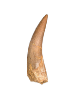 Plesiosaur (Zarafasaura) Tooth