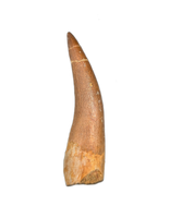 Plesiosaur (Zarafasaura) Tooth