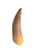 Plesiosaur (Zarafasaura) Tooth