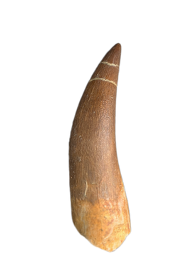 Plesiosaur (Zarafasaura) Tooth