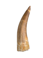 Plesiosaur (Zarafasaura) Tooth