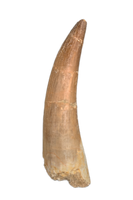 Plesiosaur (Zarafasaura) Tooth