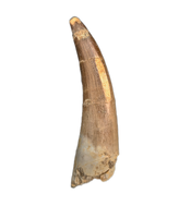 Plesiosaur (Zarafasaura) Tooth