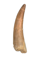 Plesiosaur (Zarafasaura) Tooth