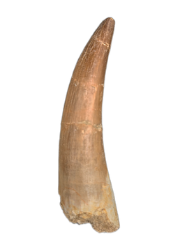 Plesiosaur (Zarafasaura) Tooth