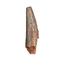 Pterosaur tooth from the Kem Kem beds of Morocco