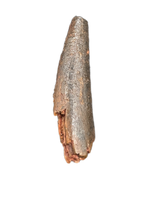 Pterosaur tooth from the Kem Kem beds of Morocco