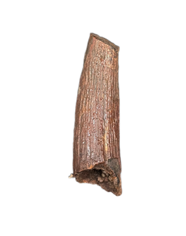 Pterosaur tooth from the Kem Kem beds of Morocco