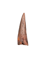 Pterosaur tooth from the Kem Kem beds of Morocco