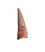 Pterosaur tooth from the Kem Kem beds of Morocco