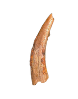 Pterosaur tooth from the Kem Kem beds of Morocco