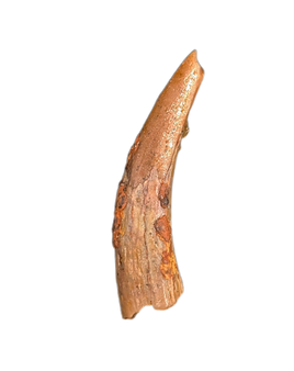 Pterosaur tooth from the Kem Kem beds of Morocco