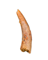 Pterosaur tooth from the Kem Kem beds of Morocco