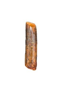 Rebbachisaurus (Sauropod) Tooth from Morocco