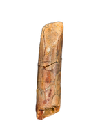 Rebbachisaurus (Sauropod) Tooth from Morocco