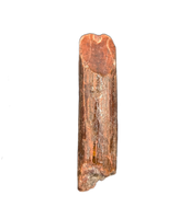 Rebbachisaurus (Sauropod) Tooth from Morocco