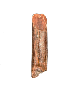 Rebbachisaurus (Sauropod) Tooth from Morocco