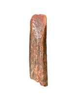 Rebbachisaurus (Sauropod) Tooth from Morocco